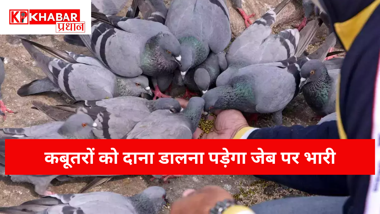 कबूतरों को दाना डालना पड़ेगा जेब पर भारी