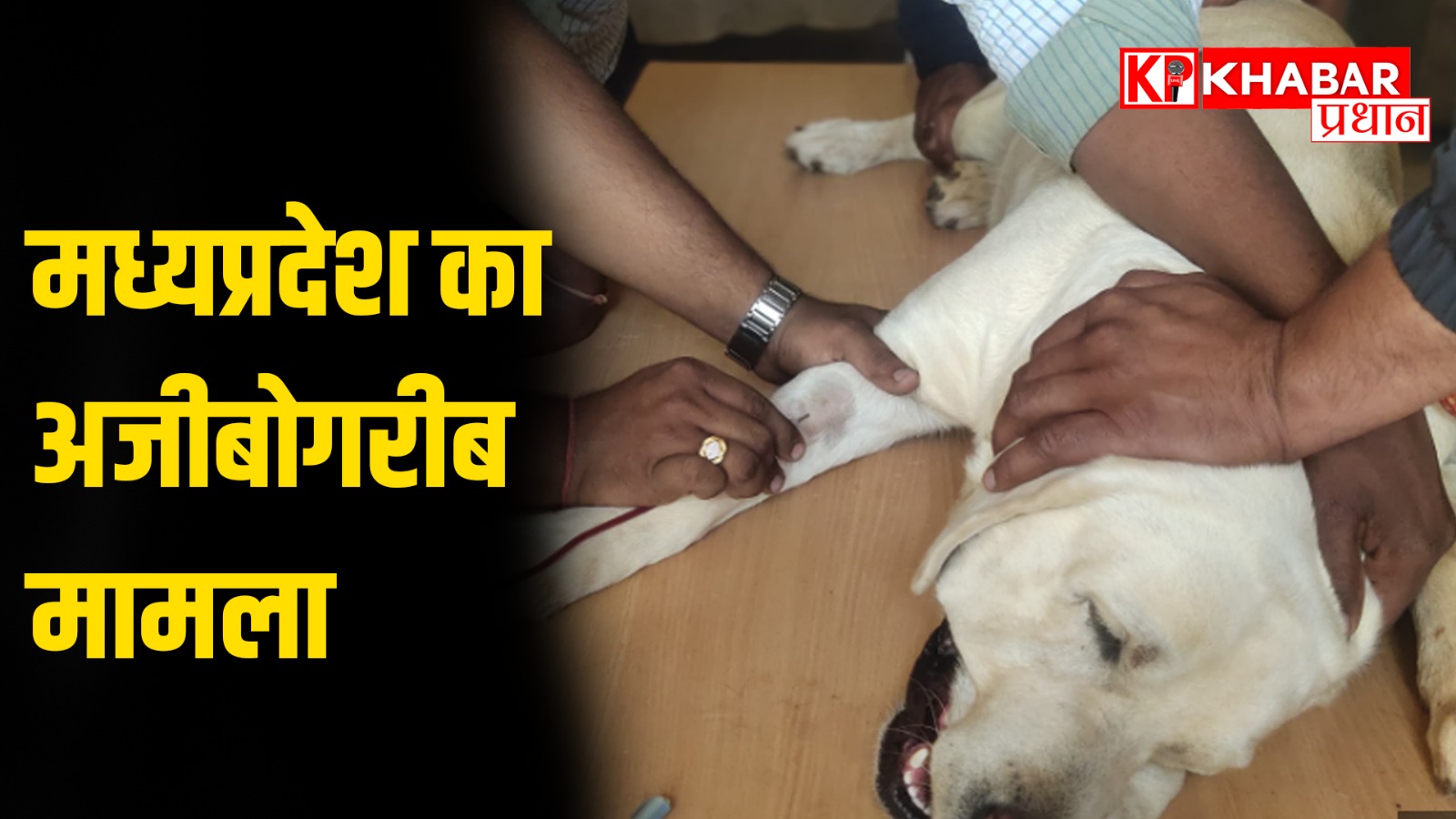 2 साल की लैब्रा डॉगी के लिए 4 साल के लैब्रा डॉग ने किया रक्तदान