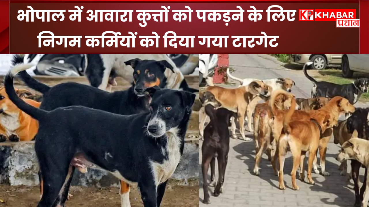 भोपाल में आवारा कुत्तों को पकड़ने के लिए निगम कर्मियों को दिया गया टारगेट: सख्ती हुई तेज