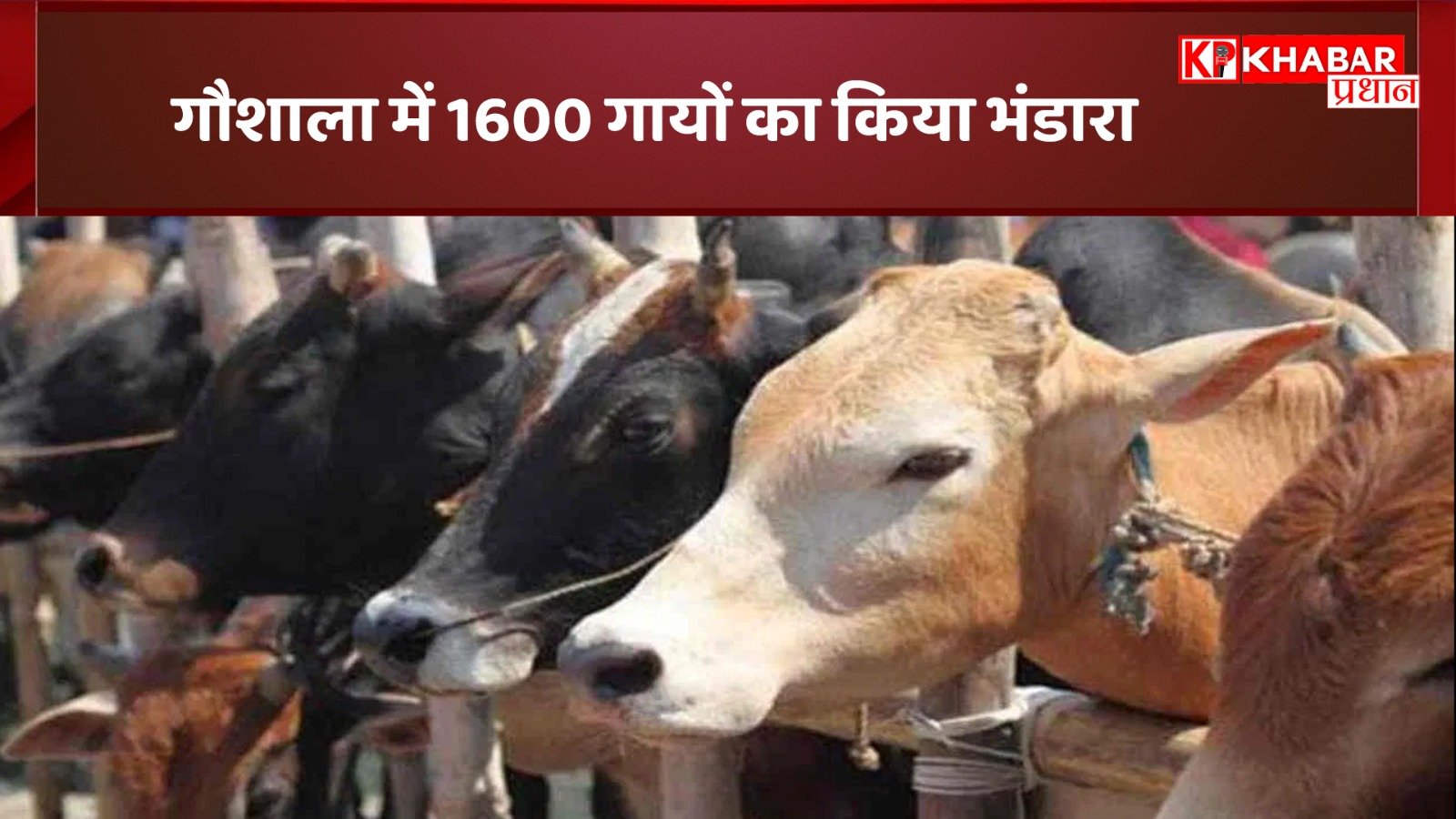 गौशाला में 1600 गायों का किया गया भंडारा: श्राद्ध पक्ष के अवसर पर विशेष गो भंडारा