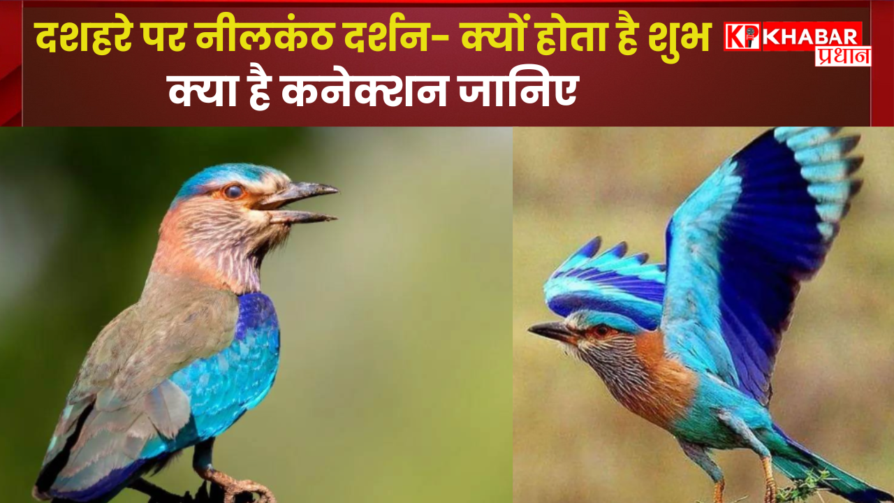 दशहरे पर नीलकंठ दर्शन- क्यों होता है शुभ: नीलकंठ का दशहरे से क्या है कनेक्शन जानें