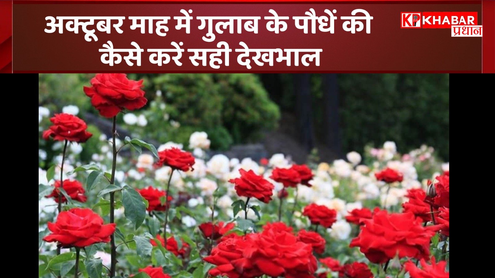 अक्टूबर माह में गुलाब के पौधें की कैसे करें सही देखभाल, जिससे फूलों से लद जायें पौधा