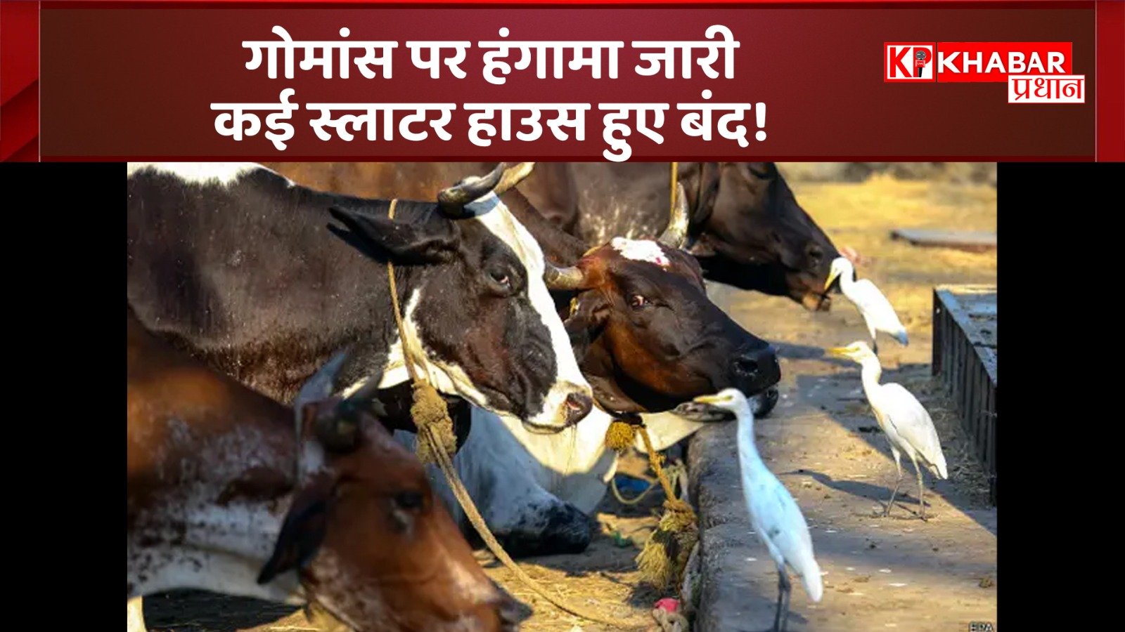 गोमांस पर हंगामा जारी- कई स्लाटर हाउस हुए बंद!