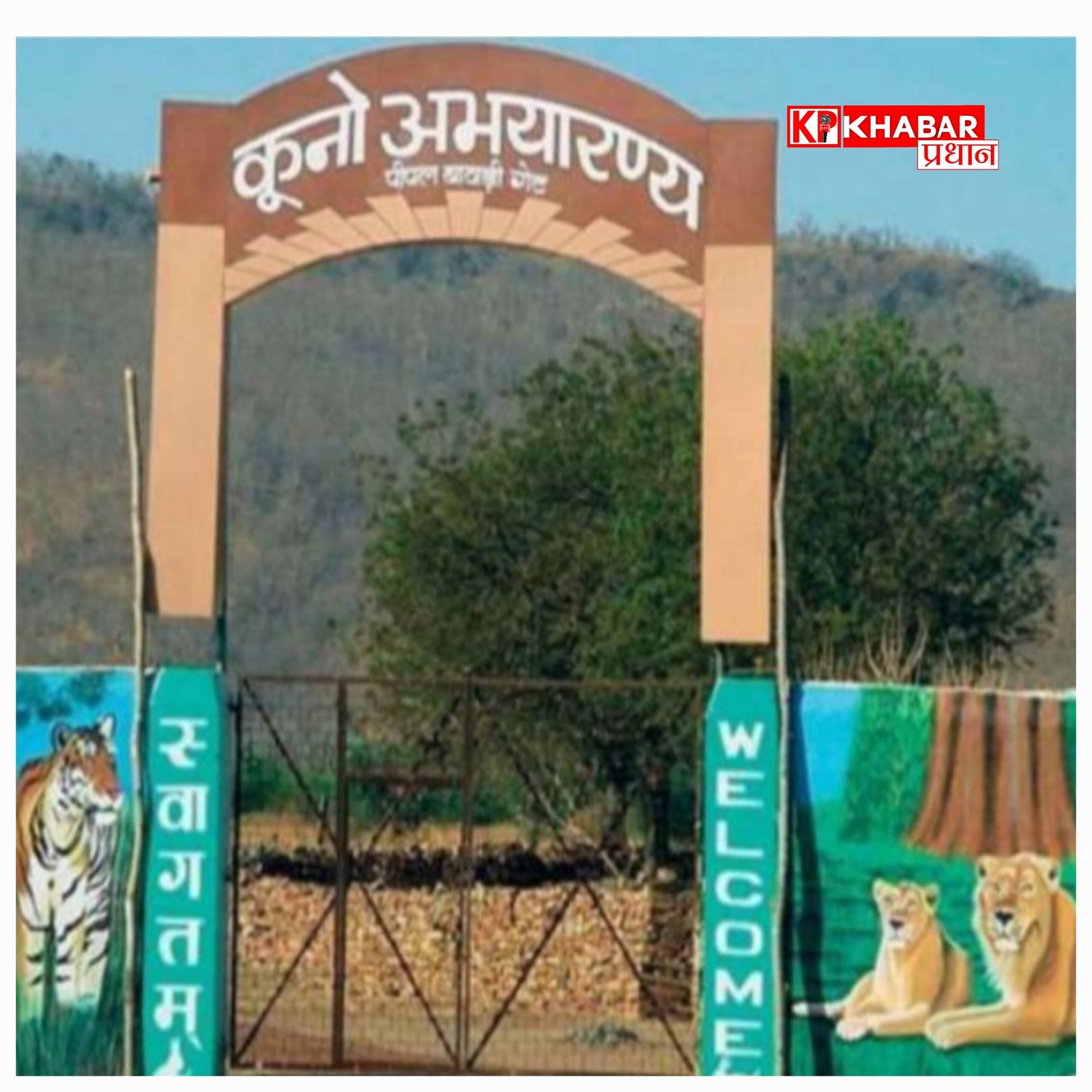 कूनो नेशनल पार्क में पहुंचे, बोत्सवाना से आए चीते