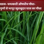 लेमनग्रास–  एक चमत्कारी औषधीय पौधा- बेमिसाल गुणों से भरपूर खुशबूदार घास का पौधा :