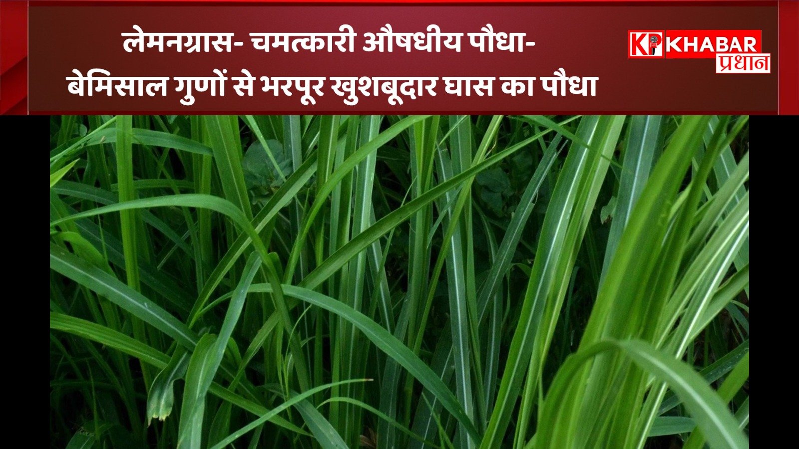 लेमनग्रास–  एक चमत्कारी औषधीय पौधा- बेमिसाल गुणों से भरपूर खुशबूदार घास का पौधा :