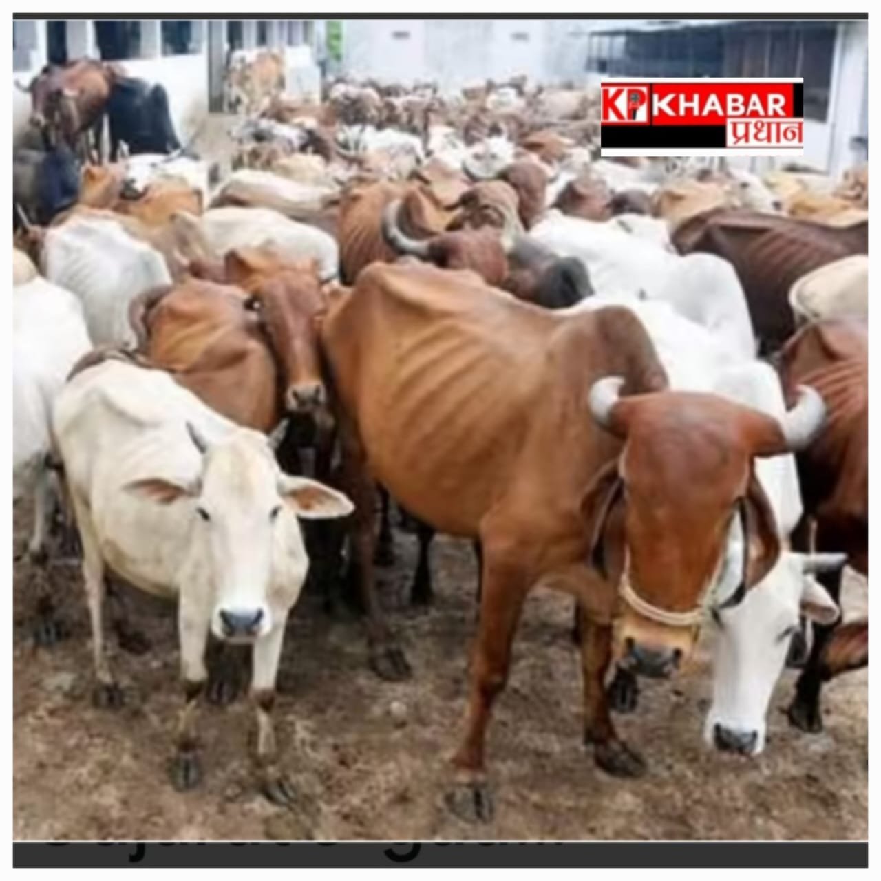 *अवैध स्लॉटरिंग का खुलासा: बैरसिया से ले जाए जा रहे 15 मवेशी पकड़े*