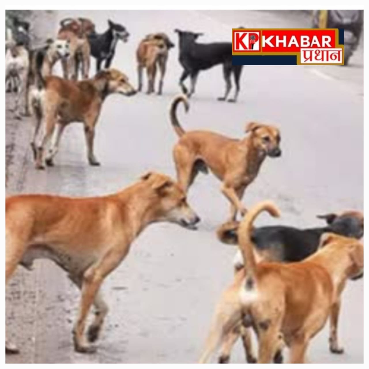 कुत्तों के हमले में 21 माह की बच्ची की हालत गंभीर: