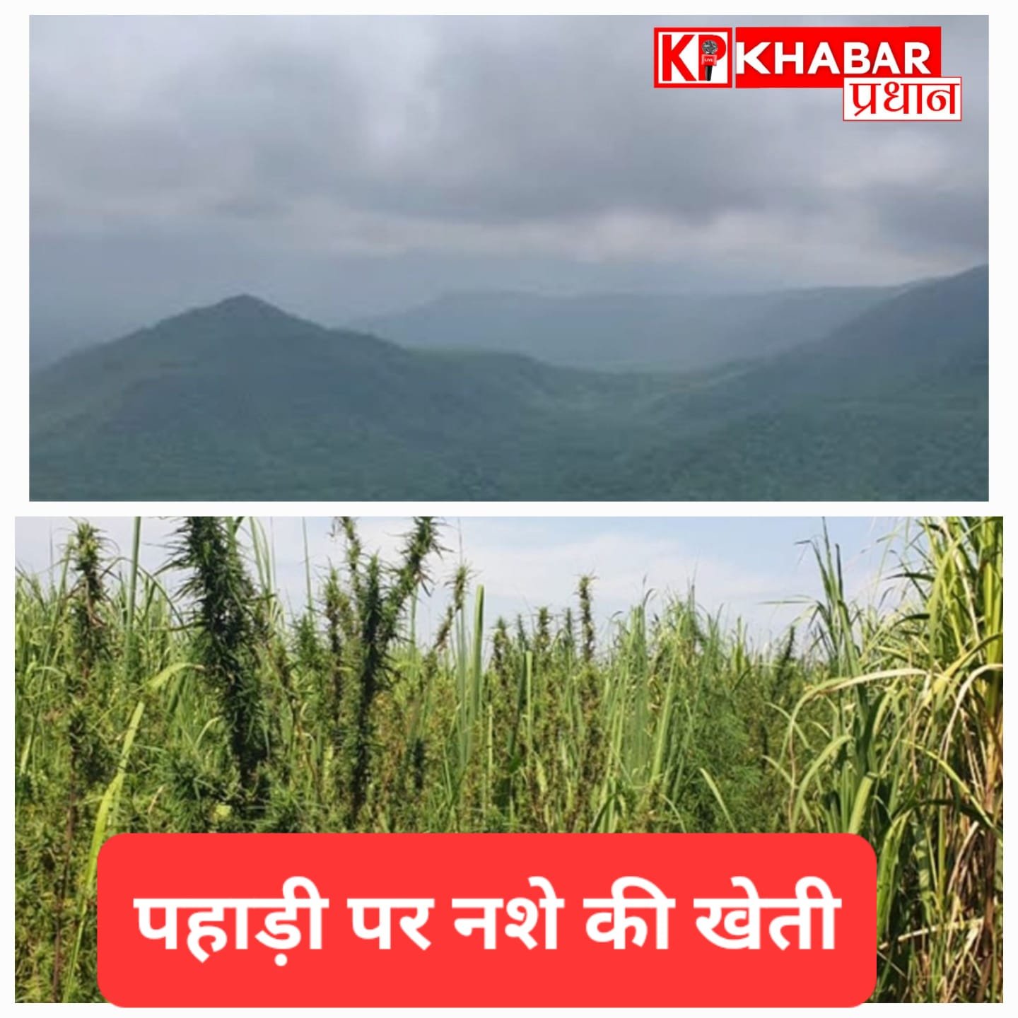 ड्रग्स के खिलाफ बड़ी कार्रवाई, खड़ी फसल को जड़ से खत्म किया गया