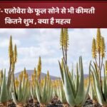 एलोवेरा: एलोवेरा के फूल – सोने से भी कीमती -कितने शुभ , क्या है महत्व: