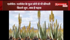 एलोवेरा: एलोवेरा के फूल – सोने से भी कीमती -कितने शुभ , क्या है महत्व: