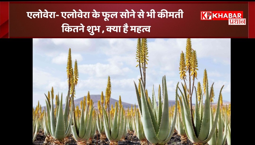 एलोवेरा: एलोवेरा के फूल – सोने से भी कीमती -कितने शुभ , क्या है महत्व: