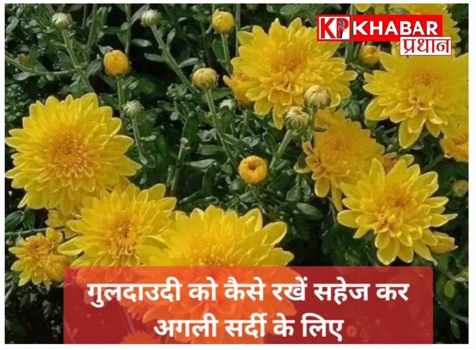 गुलदाउदी को कैसे रखें सहेज कर अगली सर्दी के लिए: