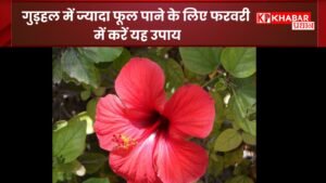 गुड़हल में ज्यादा फूल पाने के लिए फरवरी में करें यह उपाय