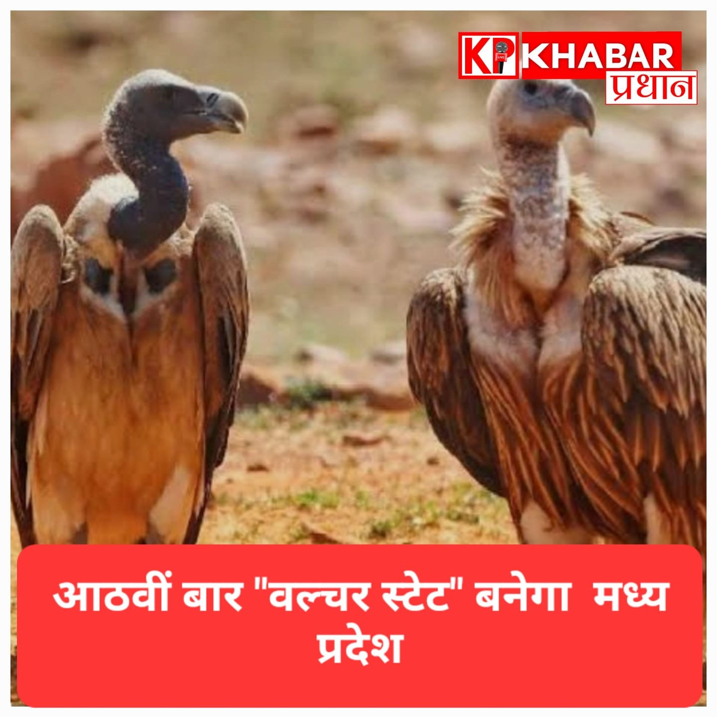 गिद्ध संरक्षण में आगे एमपी, आठवीं बार ‘वल्चर स्टेट’ बनने की उम्मीद<br>