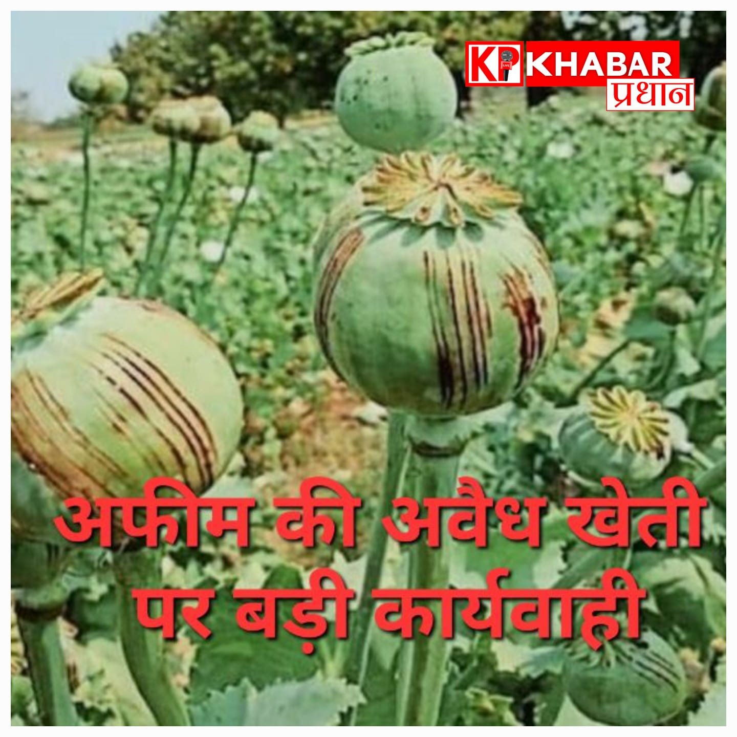 अवैध अफीम खेती पर बड़ी कार्रवाई, 7900 किलो की फसल नष्ट