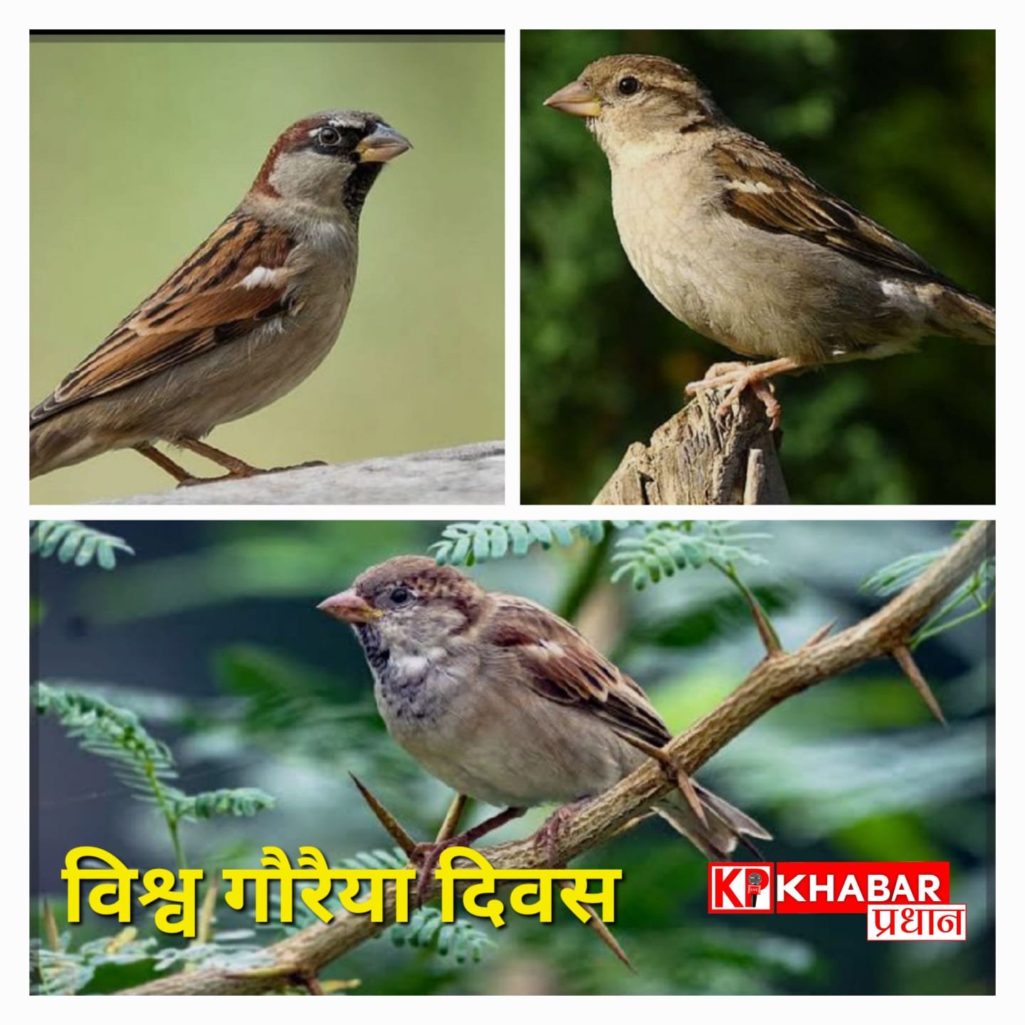 20 मार्च -गौरैया दिवस: लौटती चहचहाहट और हमारी जिम्मेदारी