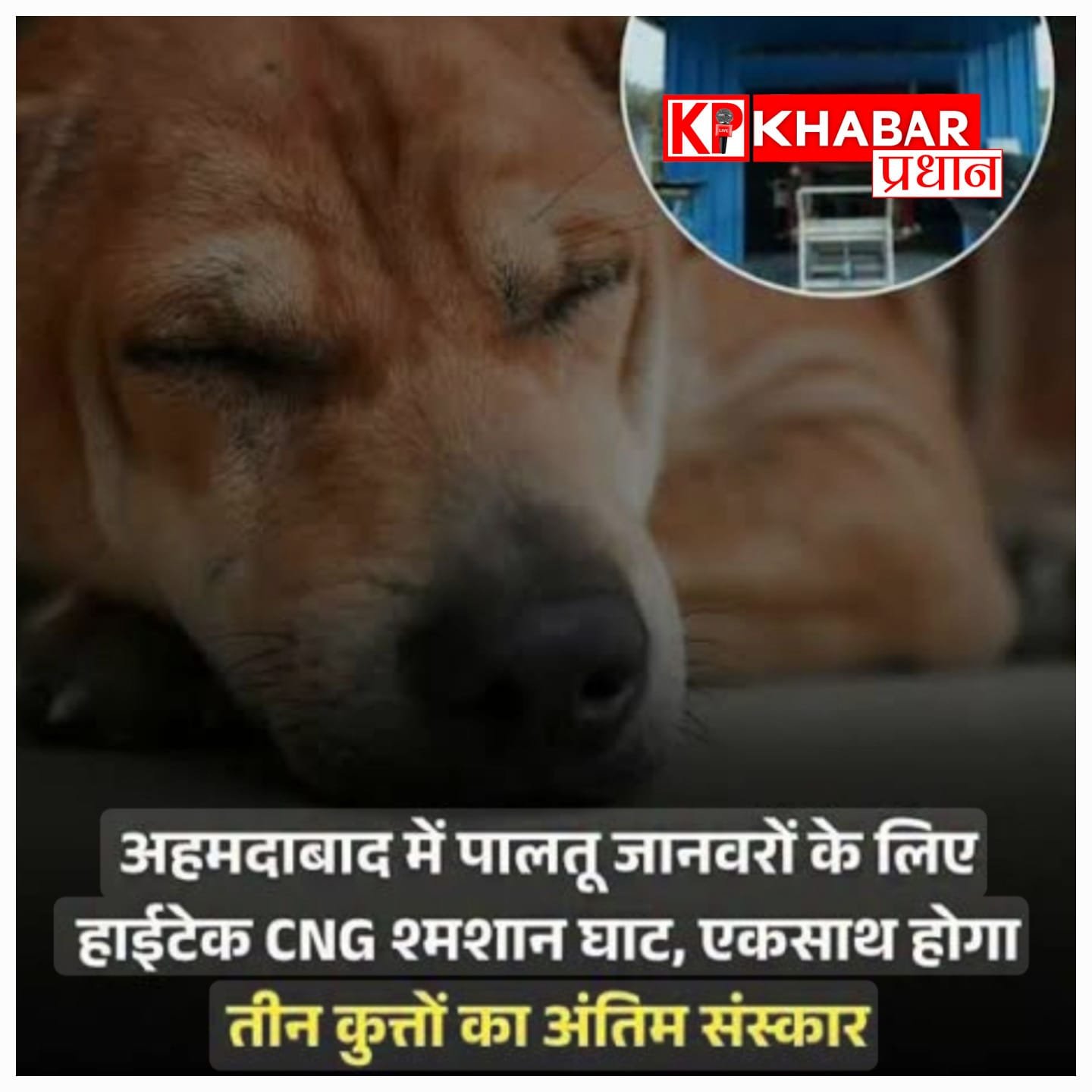 अहमदाबाद में शुरू हुआ पेट क्रेमेटोरियम, पालतू कुत्तों को मिल रही सम्मानजनक विदाई