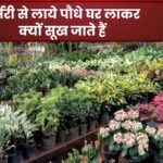 नर्सरी से लाये पौधे घर लाकर क्यों सूख जाते हैं: कैसे रखें पौधों को स्वस्थ–