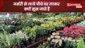 नर्सरी से लाये पौधे घर लाकर क्यों सूख जाते हैं: कैसे रखें पौधों को स्वस्थ–