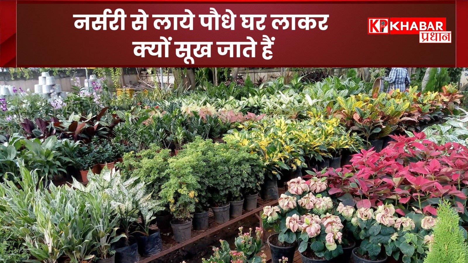 नर्सरी से लाये पौधे घर लाकर क्यों सूख जाते हैं: कैसे रखें पौधों को स्वस्थ–