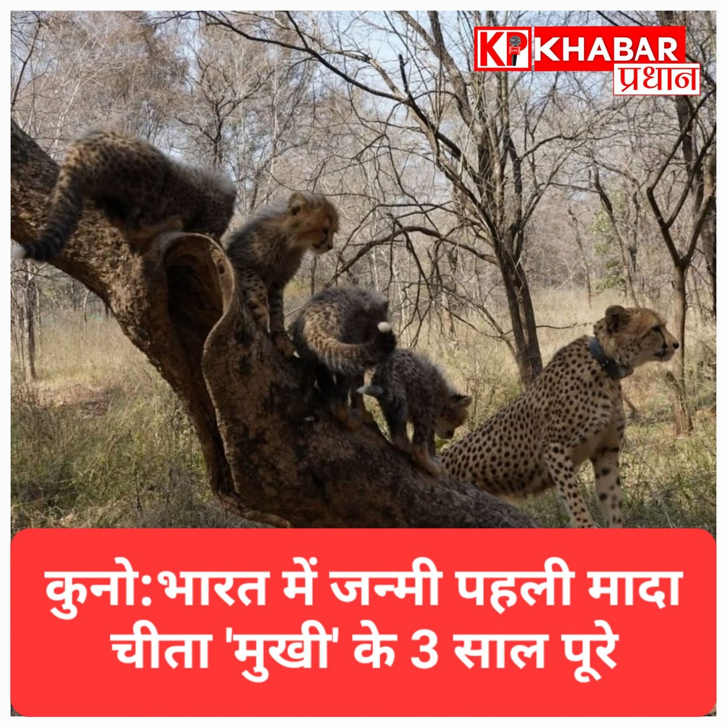 कुनो नेशनल पार्क : भारत में जन्मी पहली मादा चीता ‘मुखी’ के 3 साल पूरे