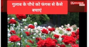 गुलाब के पौधों को फंगस से कैसे बचाएं: आजमाएं कुछ घरेलू नुस्खे: