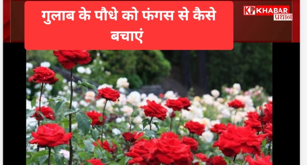गुलाब के पौधों को फंगस से कैसे बचाएं: आजमाएं कुछ घरेलू नुस्खे: