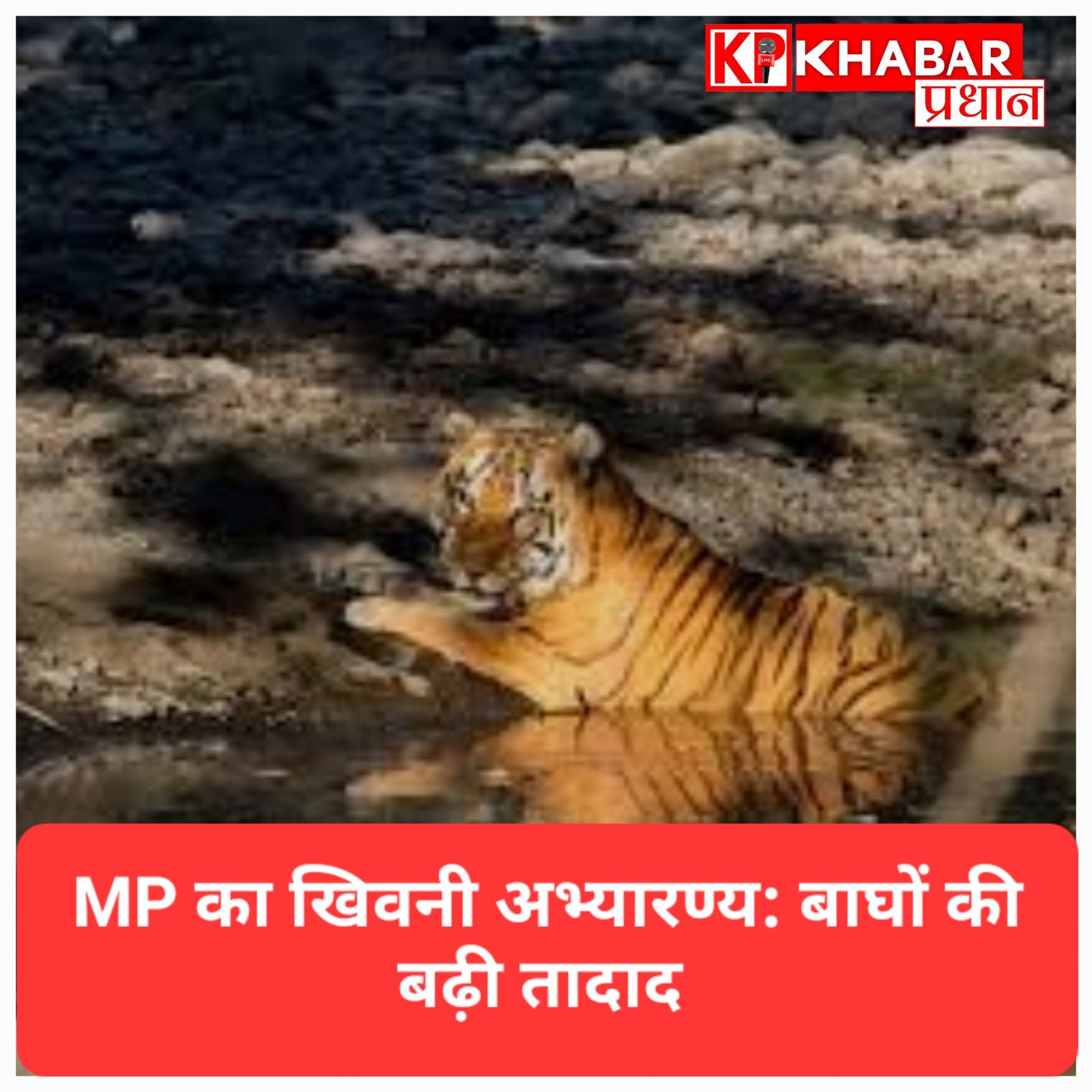 MP का खिवनी अभयारण्य बनेगा ईको-टूरिज्म का नया केंद्र: बाघों की बढ़ती तादाद ने बदली तस्वीर