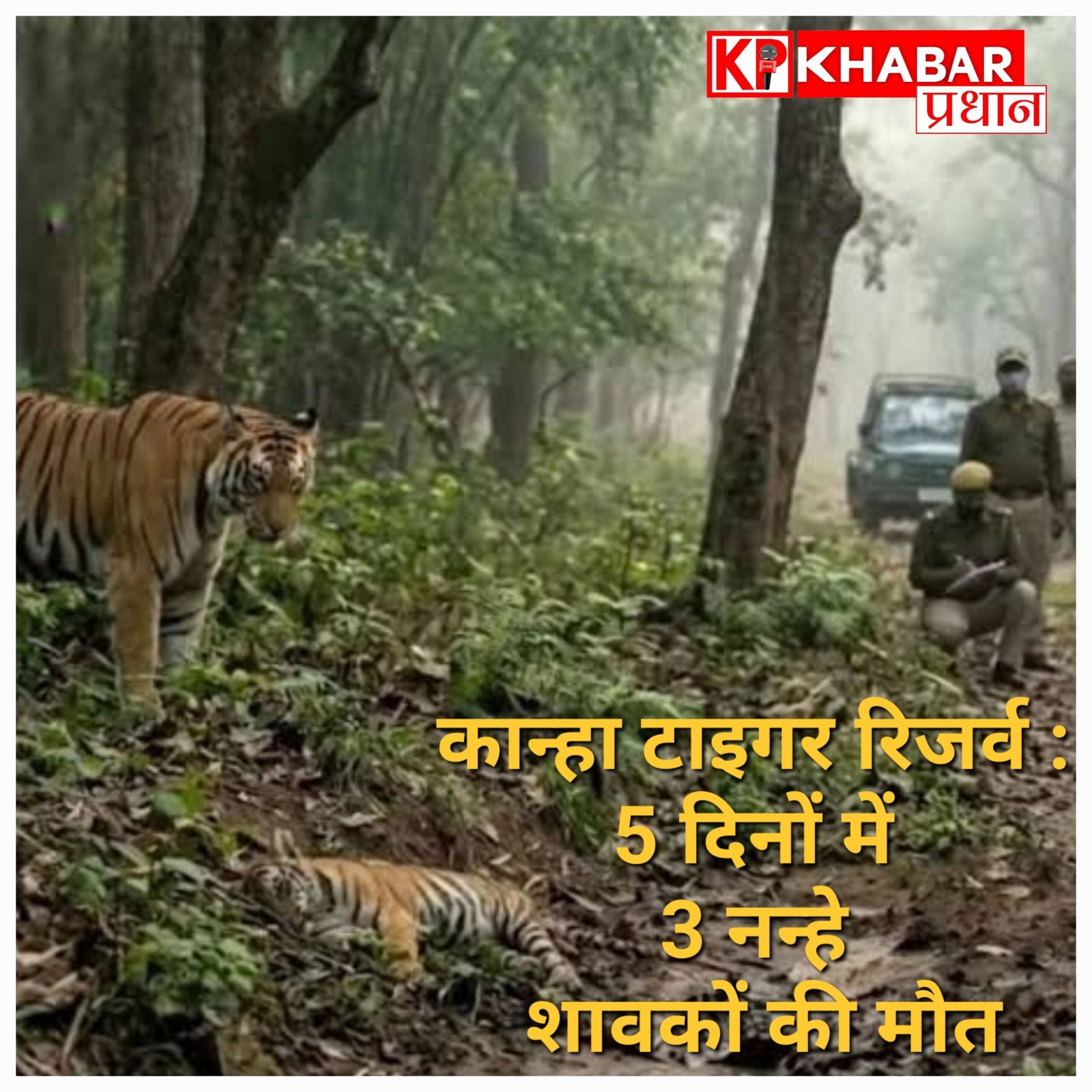 कान्हा टाइगर रिजर्व में मातम: 5 दिनों में 3 नन्हे शावकों की मौत, मां ‘अमाही’ की हालत भी गंभीर