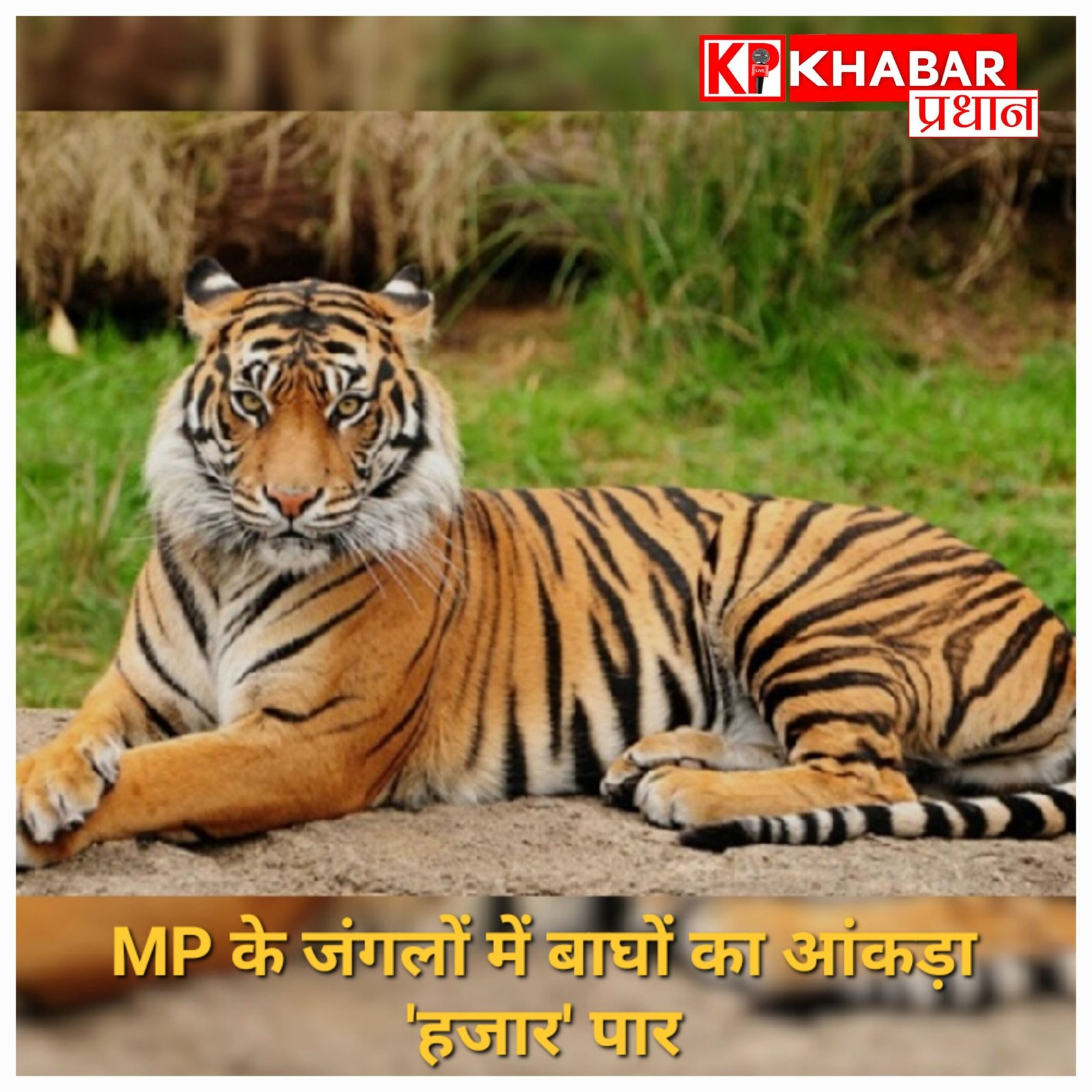 MP के जंगलों में बाघों का आंकड़ा ‘हजार’ पार: खुशी के साथ बढ़ी वन विभाग की चिंता, देहरादून से मांगी मदद