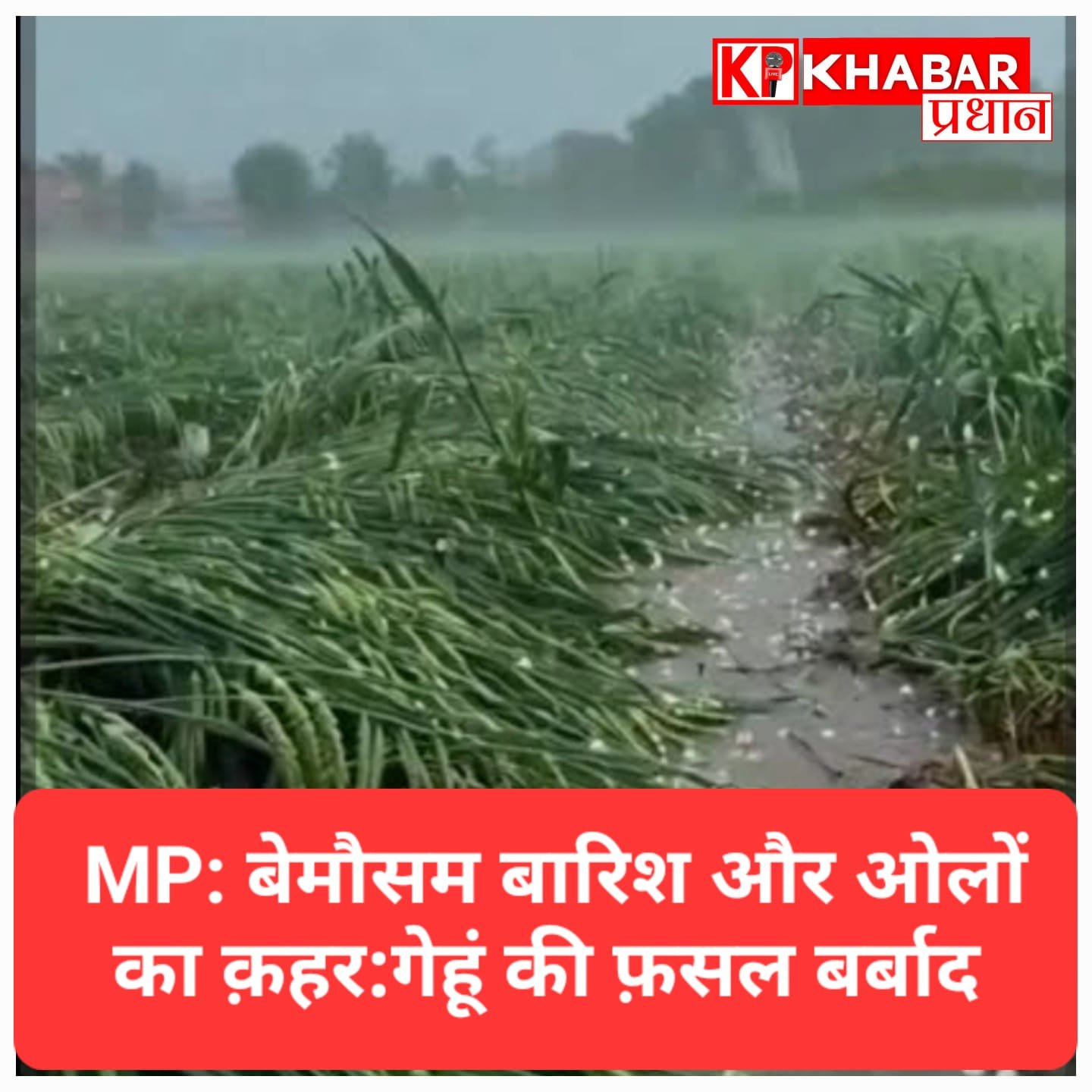 बेमौसम बारिश और ओलों का क़हर: बैतूल-ग्वालियर में गेहूं की फ़सल बर्बाद, बिजली गिरने से 4 मौतें