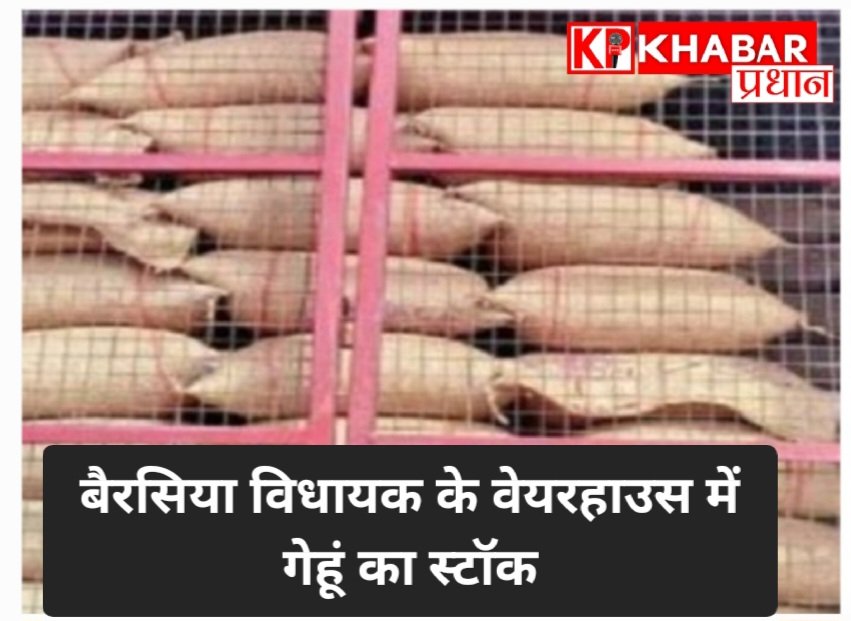 भोपाल के बैरसिया में विधायक के वेयरहाउस में बोरियों और ढेर में गेहूं का स्टॉक: