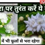 गर्मी में भी रहेगा मोगरा फूलों से लदा:अपनाएं ये ट्रिक: गर्मी में मोगरा के पौधे की कैसे करें देखभाल: