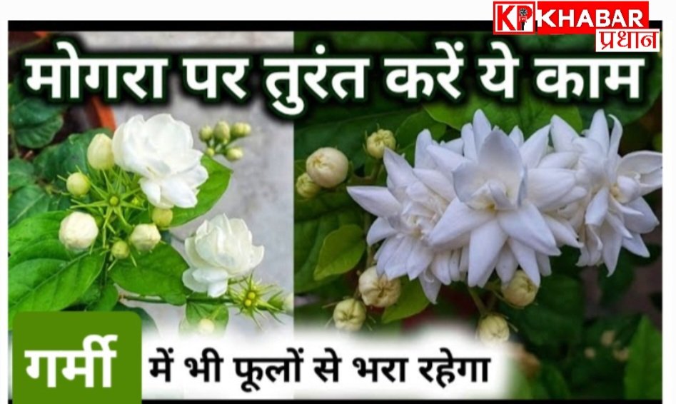 गर्मी में भी रहेगा मोगरा फूलों से लदा:अपनाएं ये ट्रिक: गर्मी में मोगरा के पौधे की कैसे करें देखभाल: