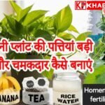 घर में लगे मनी प्लांट की कैसे करें देखभाल:&nbsp; घरेलू टिप्स से पायें  चमकदार और चौड़े मनी प्लांट के पत्ते: