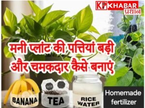 घर में लगे मनी प्लांट की कैसे करें देखभाल:&nbsp; घरेलू टिप्स से पायें  चमकदार और चौड़े मनी प्लांट के पत्ते: