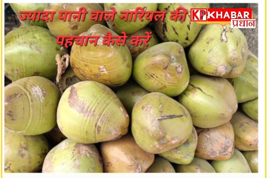 कैसे करें पहचान नारियल में पानी ज्यादा निकलेगा या कम: