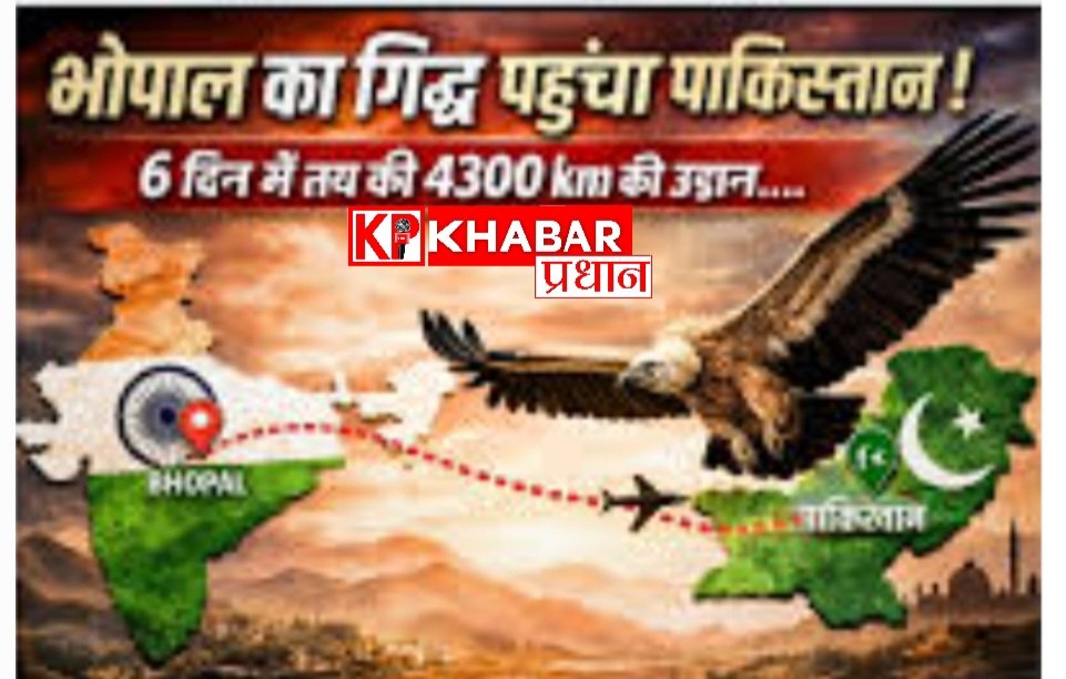 भोपाल के हलाली डैम क्षेत्र से छोड़ा गया गिद्ध 6 दिनों में पहुंचा पाकिस्तान: दोनों देशों के आपसी सहयोग से गिद्ध का किया रेस्क्यू: