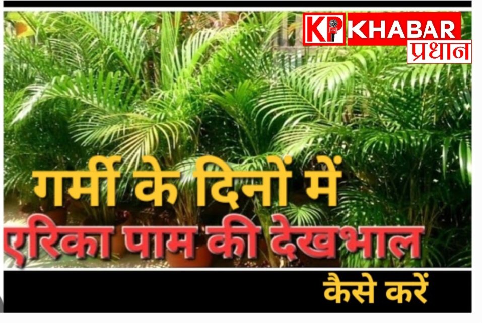 क्या गर्मी में आपका एरिका पाम सूख रहा है-गर्मी के दिनों में कैसे करें एरिका पाम की देखभाल: