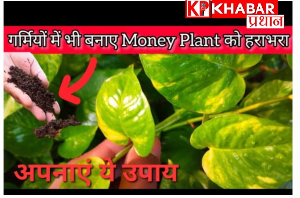 क्या आपके भी मनी प्लांट के पत्ते जल रहे हैं: आईए जानें गर्मी में मनीप्लांट की कैसे करें देखभाल: