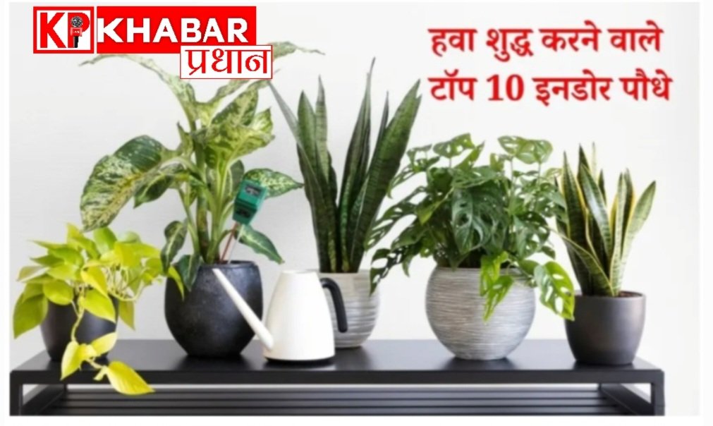 गर्मी में घर के अंदर लगाए जाने वाले इनडोर प्लांट्स: