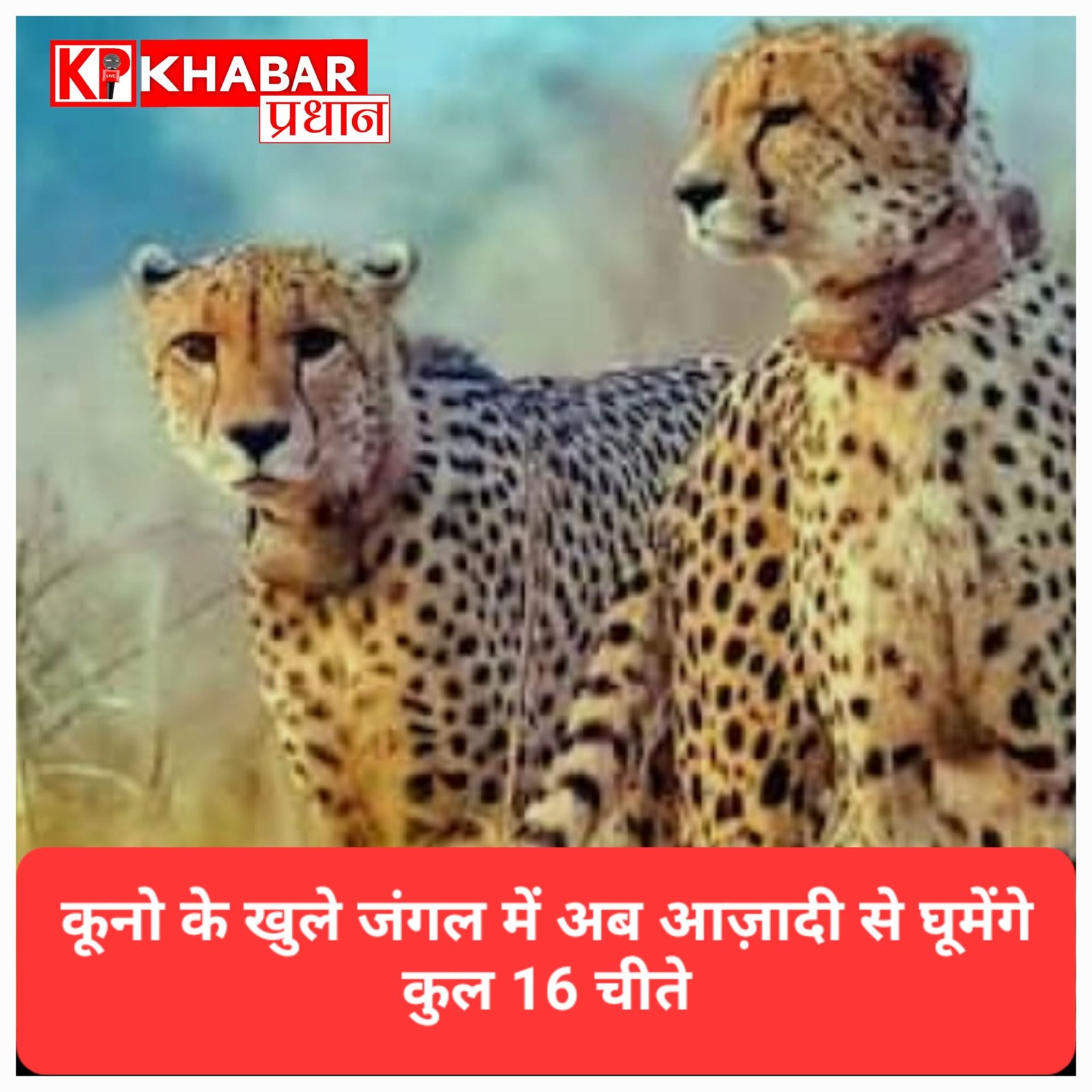 कूनो नेशनल पार्क : खुले जंगल में छोड़े गए दो और नए चीते, संख्या बढ़कर हुई 16