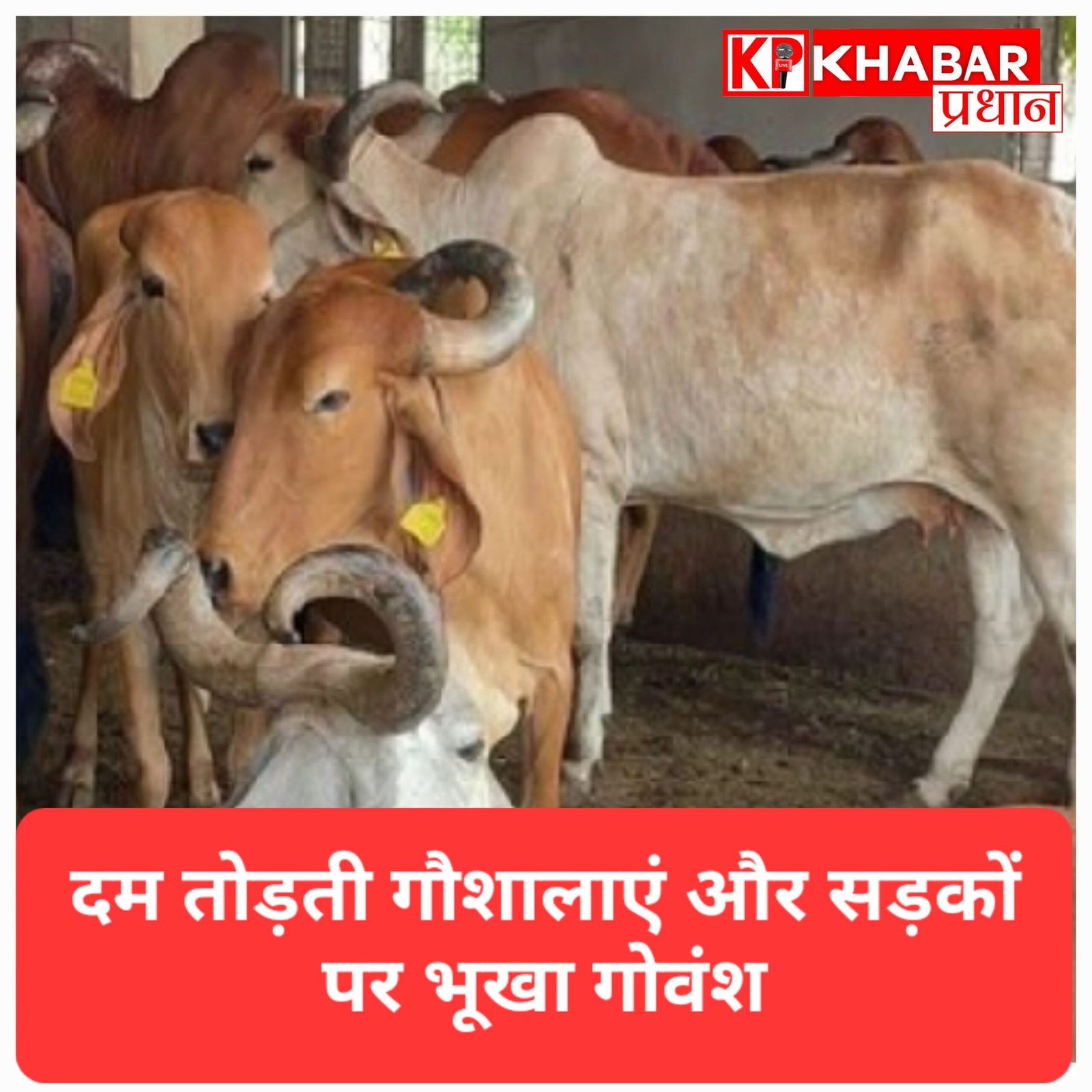 दम तोड़ती गौशालाएं और सड़कों पर भूखा गोवंश: कानून से नहीं, जन-भागीदारी से बचेगी हमारी ‘राष्ट्रमाता’
