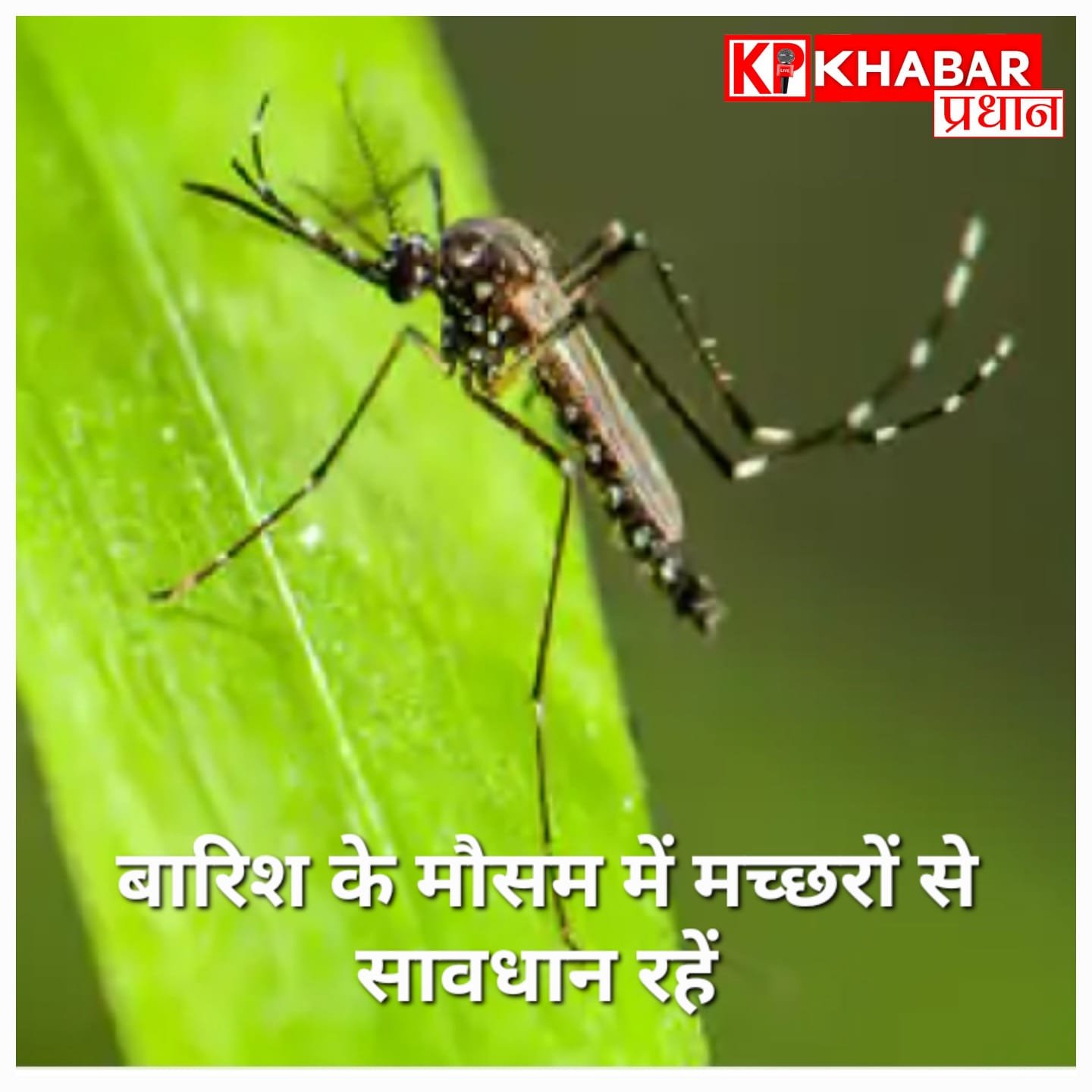 घर पर मच्छरों के प्रकोप से घरेलू उपायों के द्वारा कैसे पाएं छुटकारा..