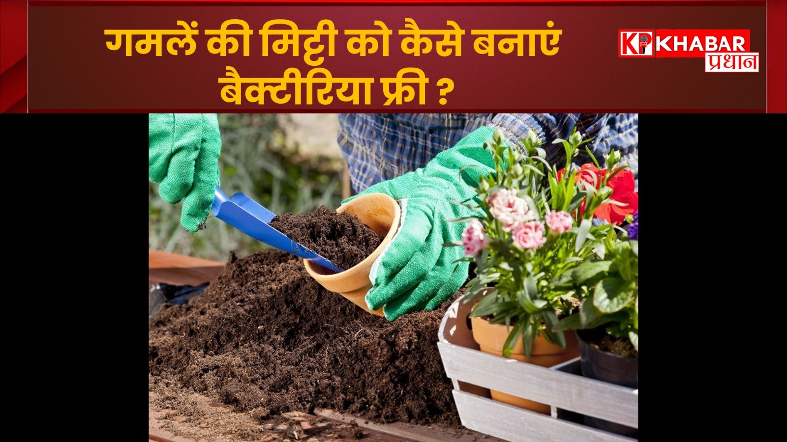 घर की बगिया हो हरी-भरी: गमलें की मिट्टी को कैसे बनाएं बैक्टीरिया फ्री: घरेलू उपायों से: