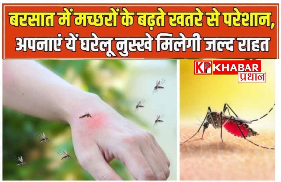 मच्छर भगाने का सस्ता और असरदार उपाय: आइये जाने घरेलू और प्राकृतिक तरीका: आसानी से मिलेगा छुटकारा: