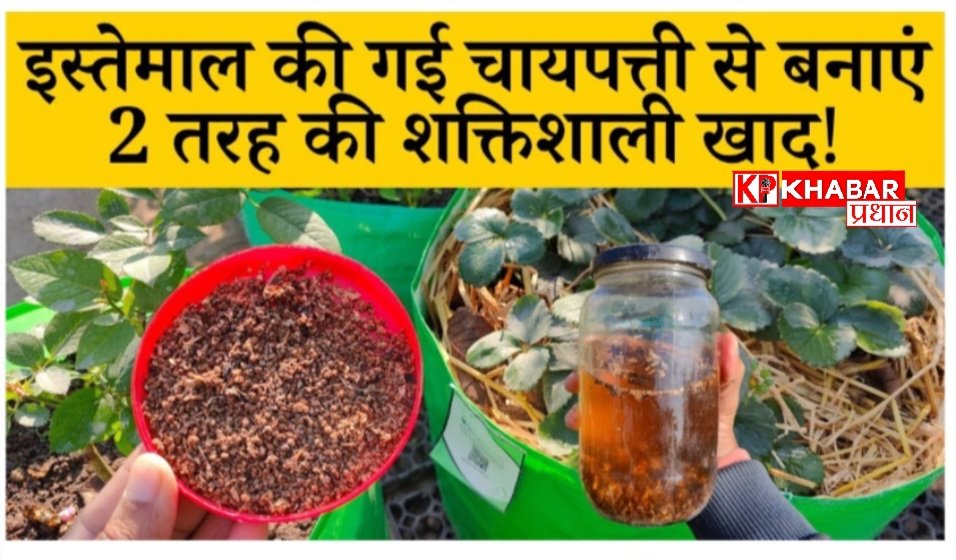 चाय पत्ती का पौधों में कैसे करें इस्तेमाल: चाय पत्ती पौधों के लिए कचरा नहीं बल्कि है एक बेहतरीन प्राकृतिक खाद: